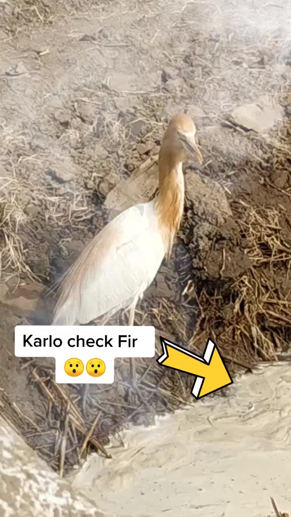@Khalsa Rakkar