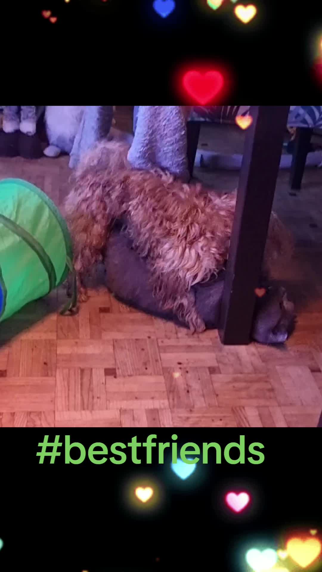 @bluemoonthecat