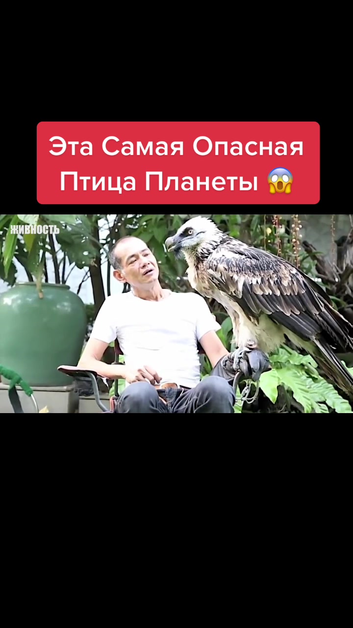 @Живность