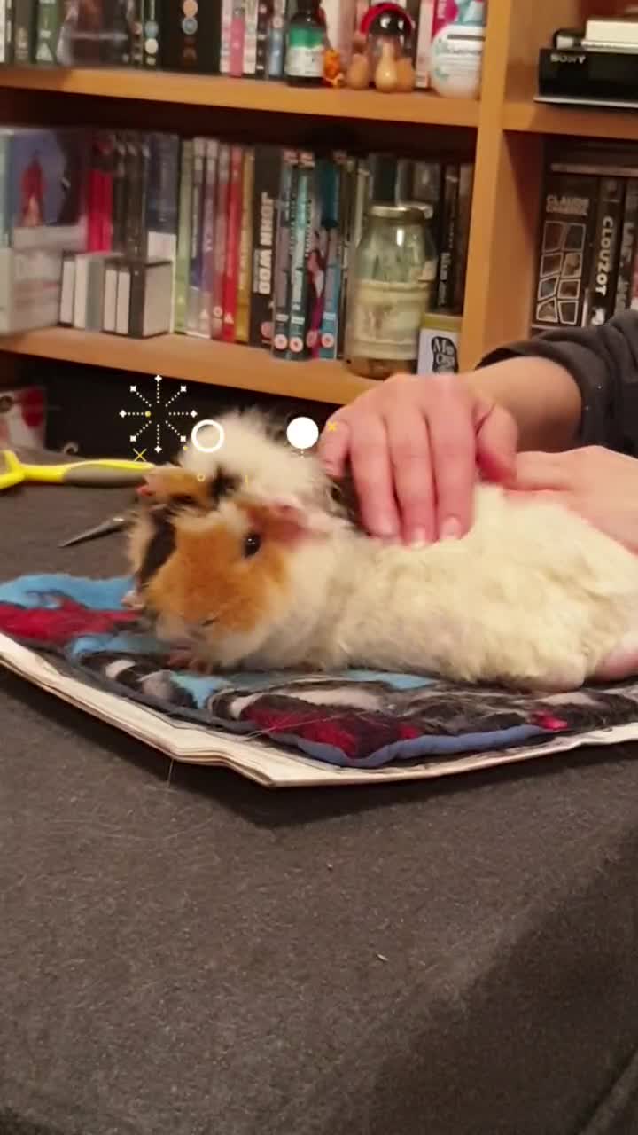 @Piggymassage