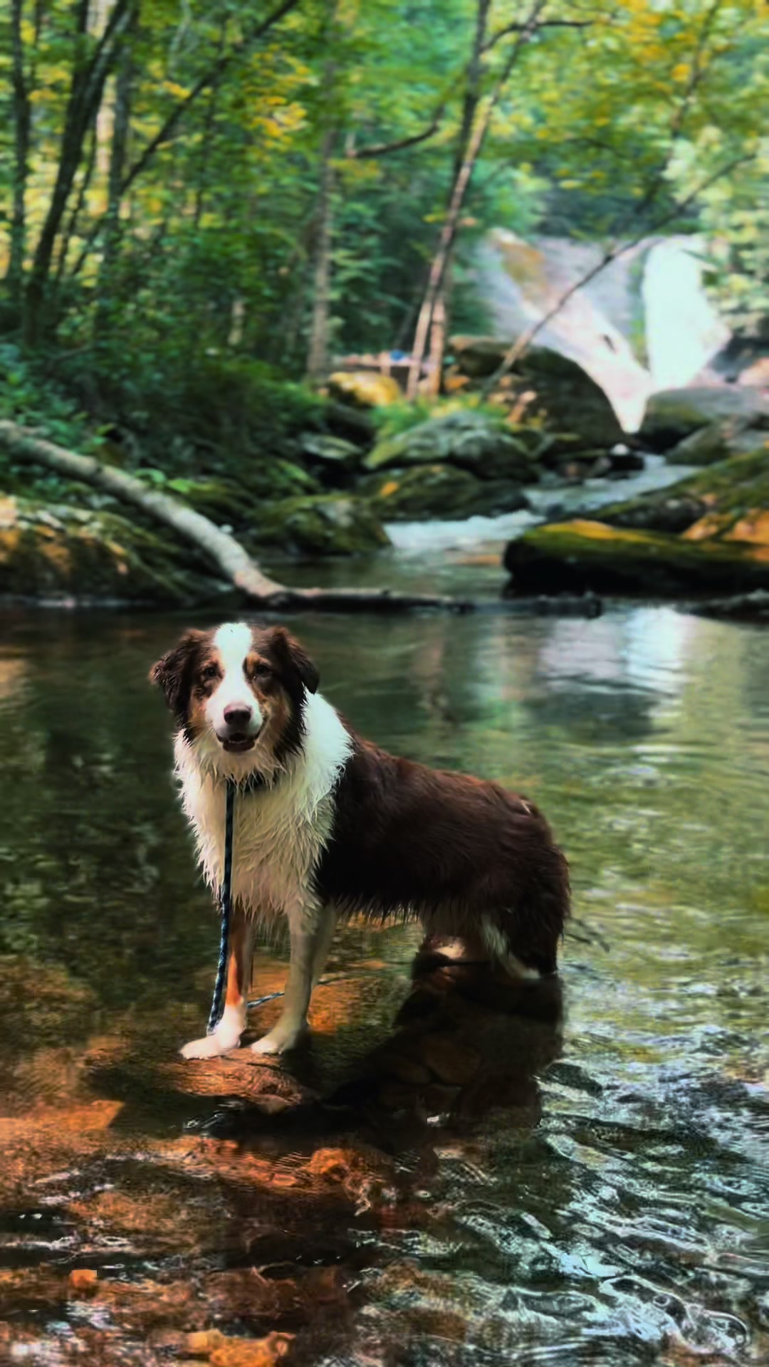 @thewoofpacknc