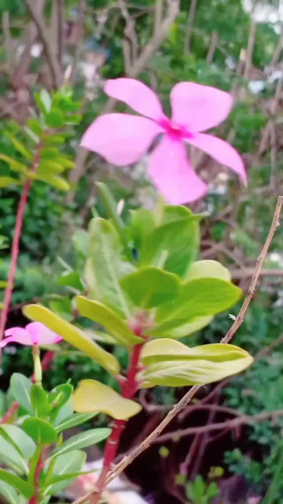 @☺️🍁দোলা🍁☺️