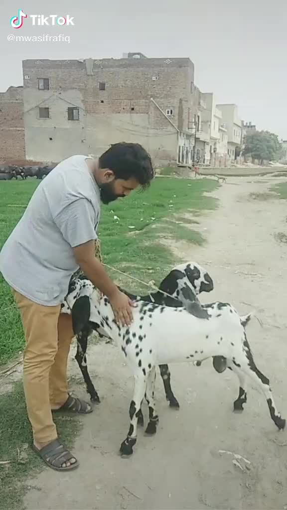 @کبڈی ما ری جان