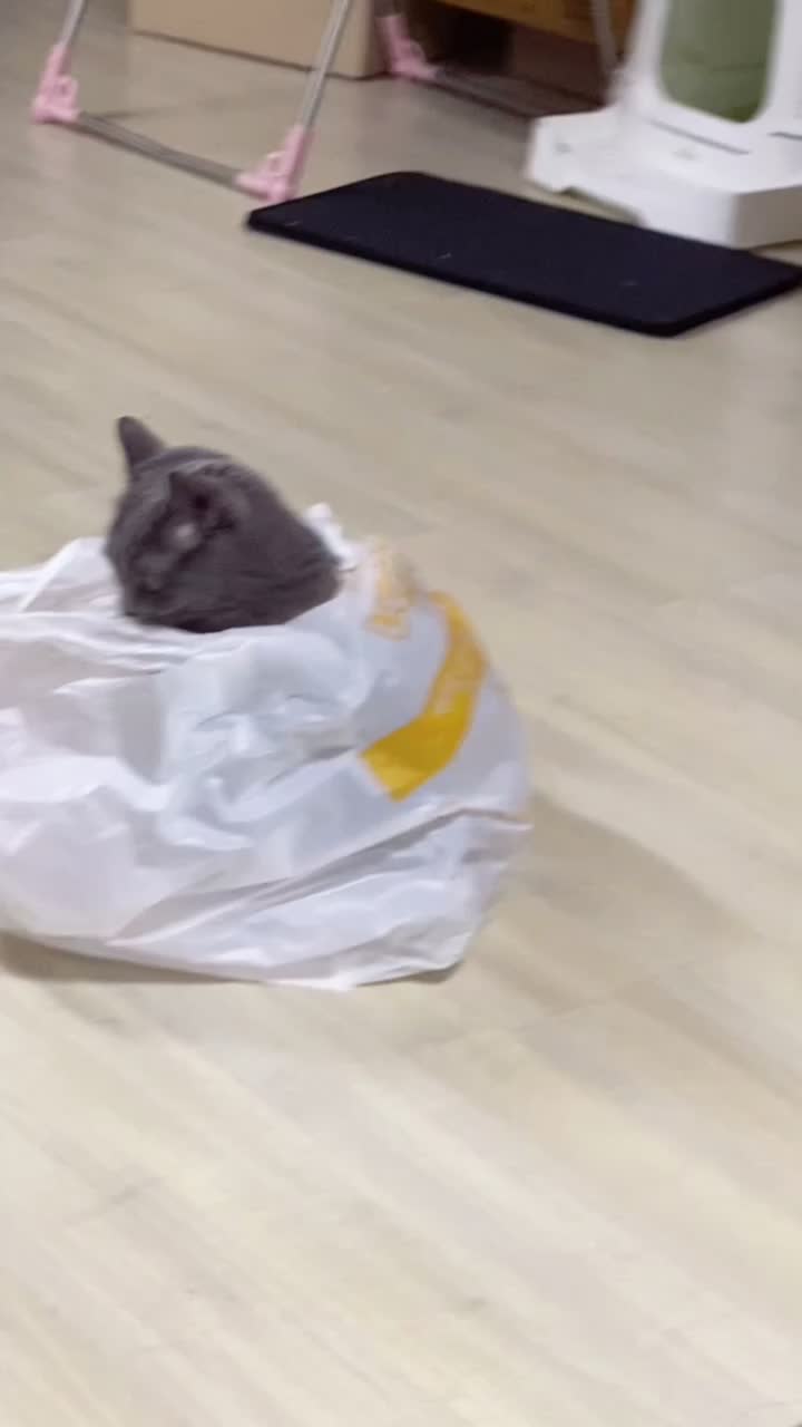 @별이집사😻