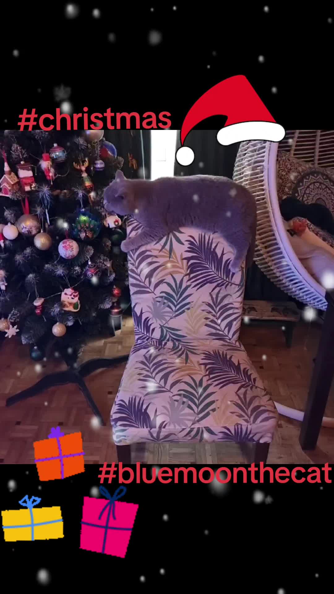 @bluemoonthecat