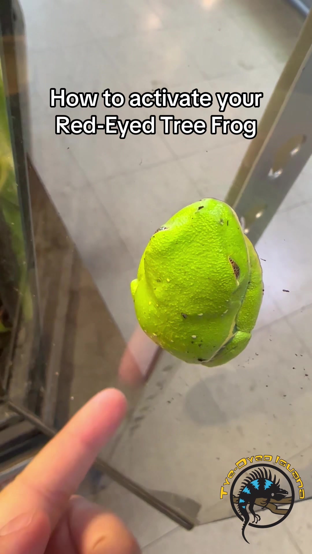@Tye-Dyed Iguana