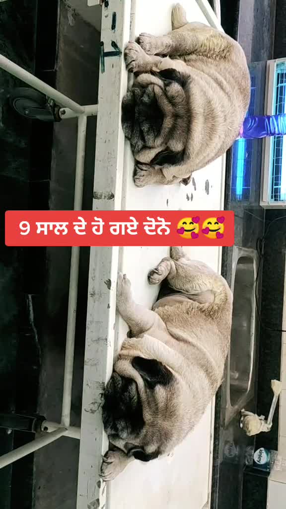 @Gavvy Kamalpura