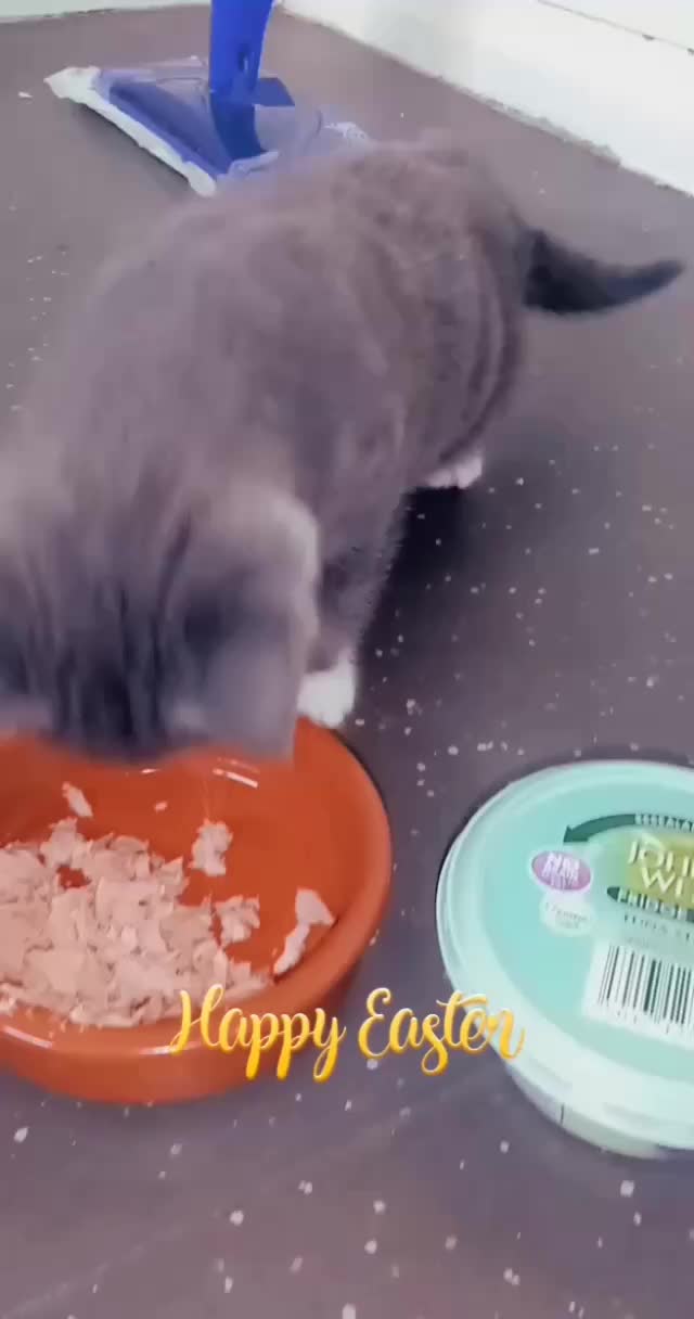 @Russianbluekittyskye