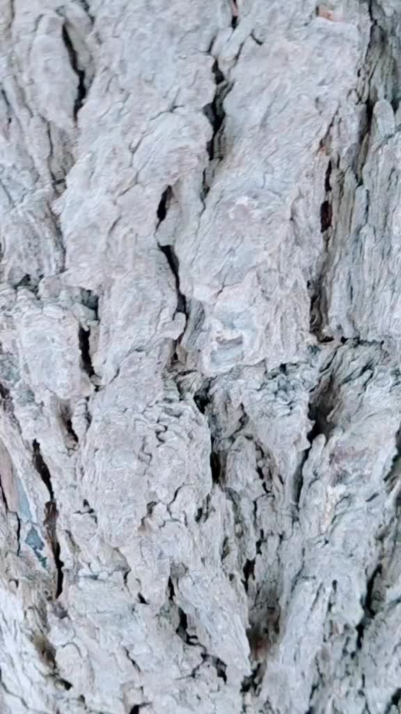 @ઐઠોર_નગરી_વાળા_007