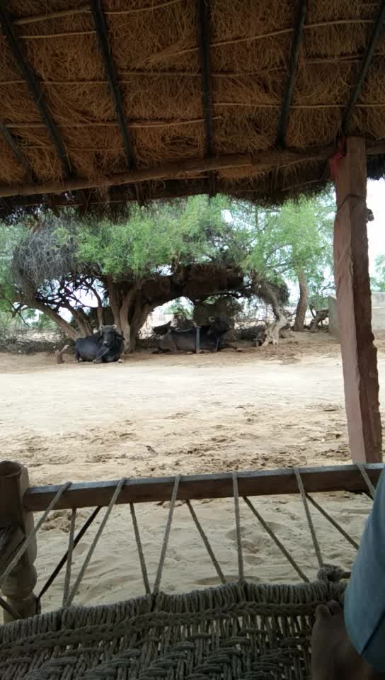 @vikramsa sodha