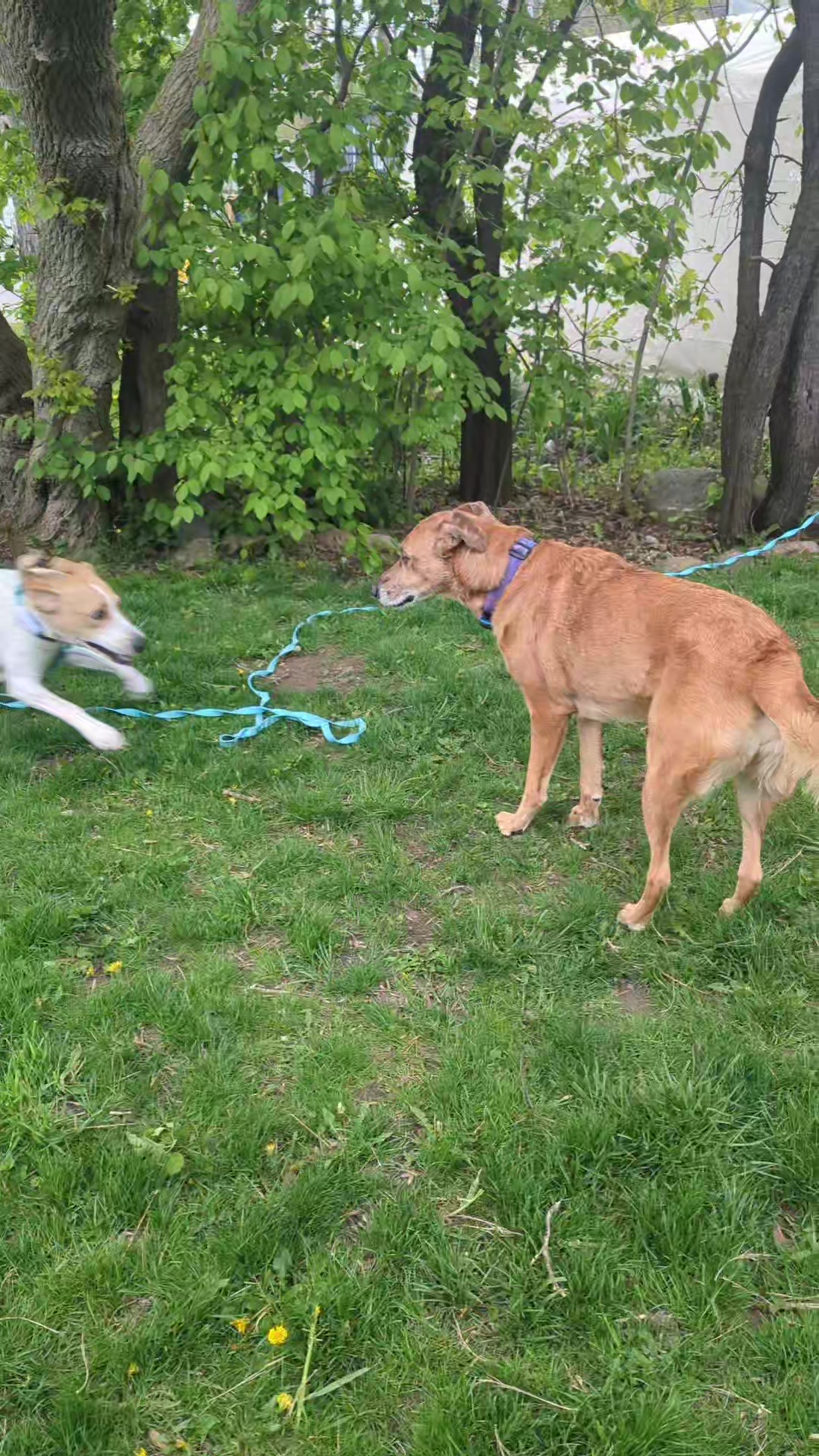 @vaguely.coonhounds