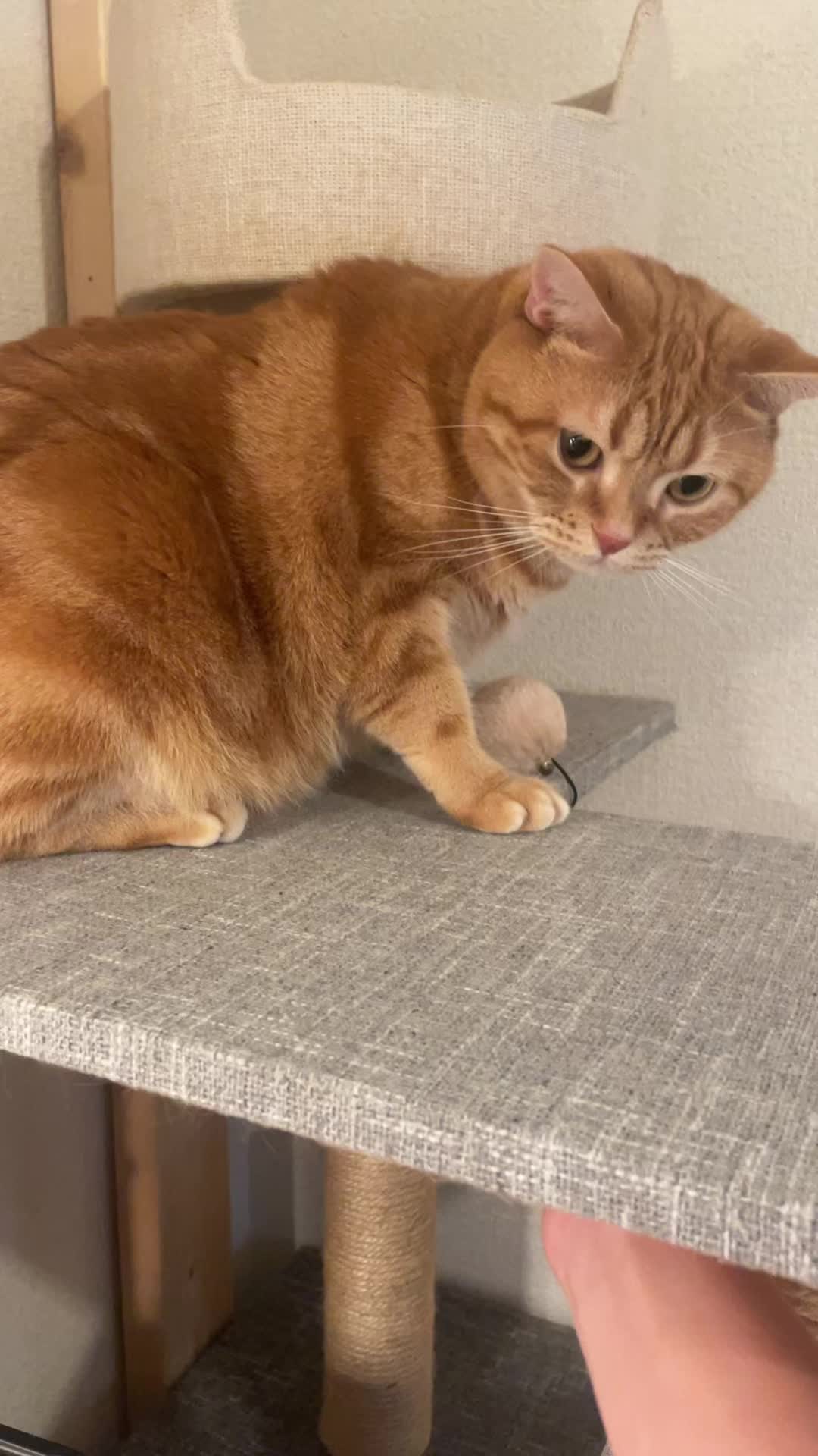 @社会人の猫暮らし🐈あめ