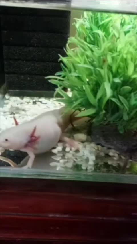 @axolotl üretim