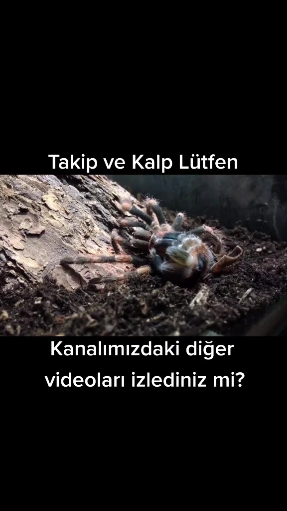 @sugibibilgiler