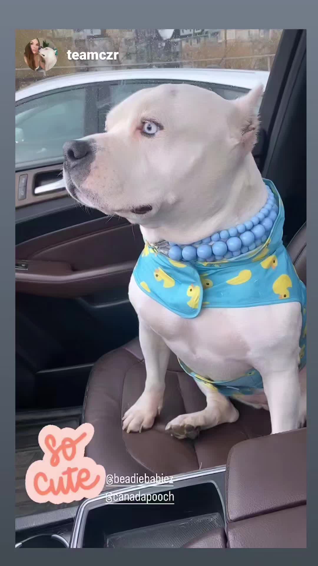 @Beadie Babiez Collar Shop