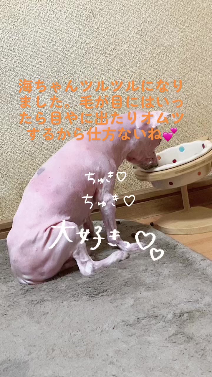 @Toshimi0923🐶🐾