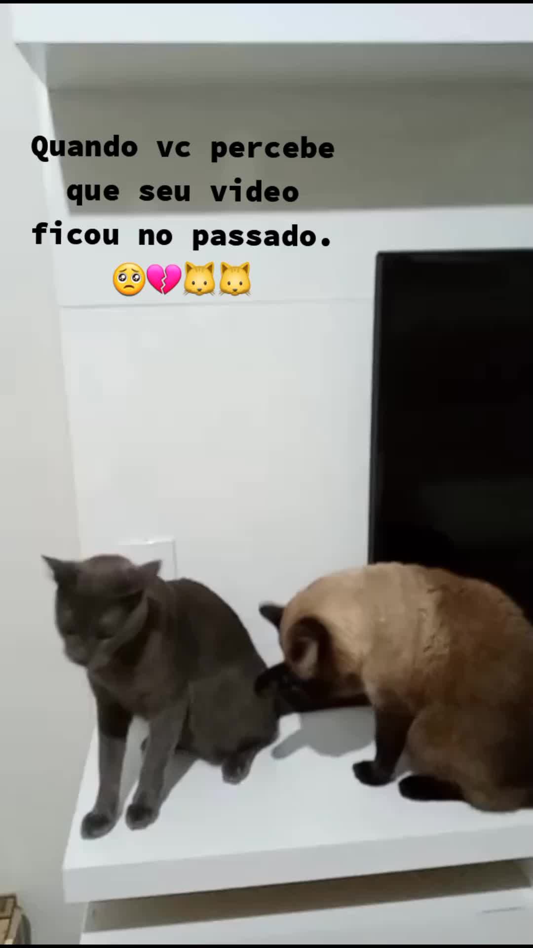 @O GATO ZEZ&Eacute;