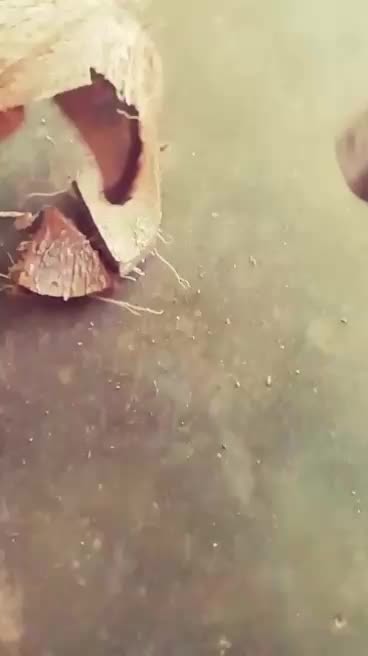 @വിനായകൻ....