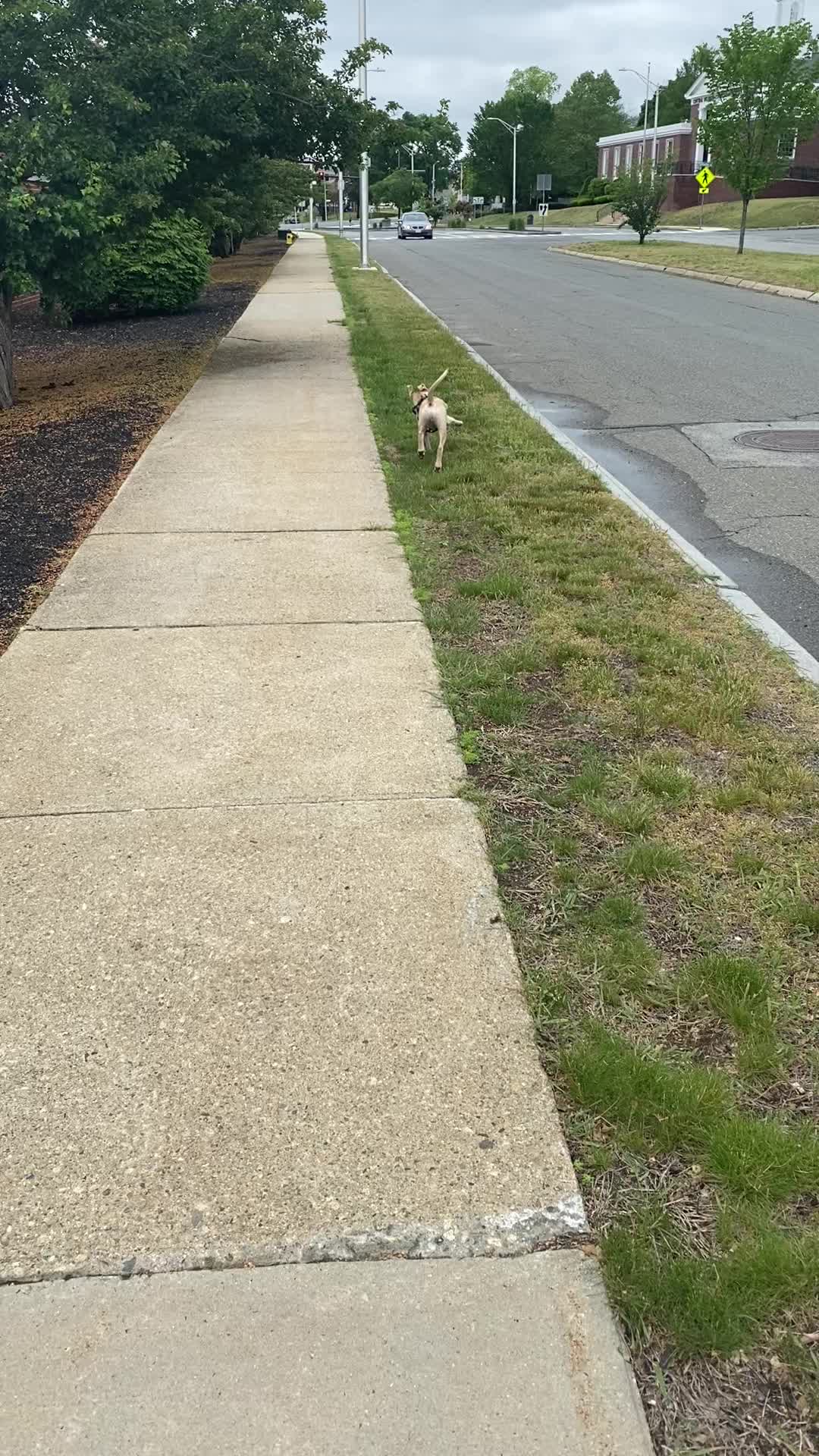 @davincitheamericanpitbull