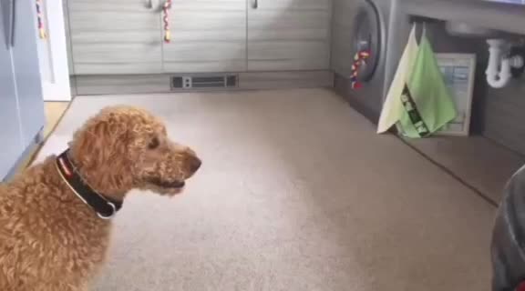 @Dog A.I.D.
