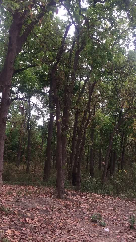 @askote