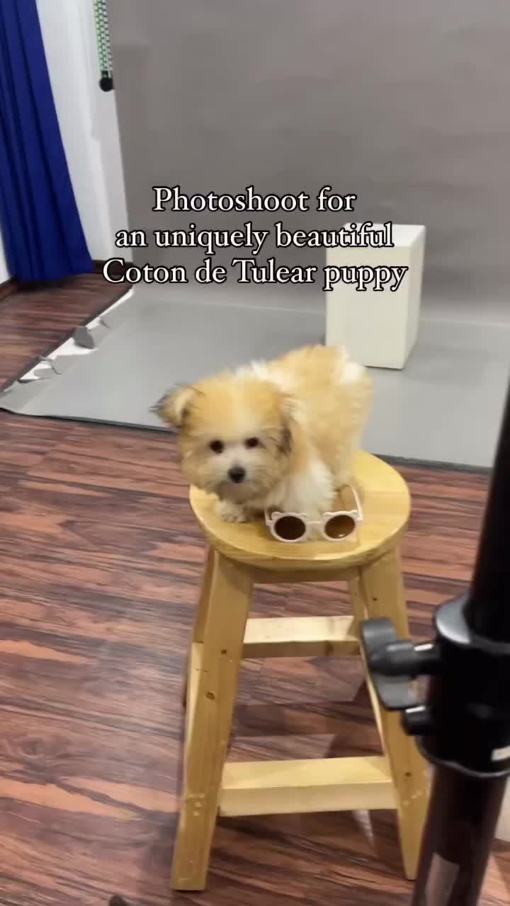 @Monseri Puppy