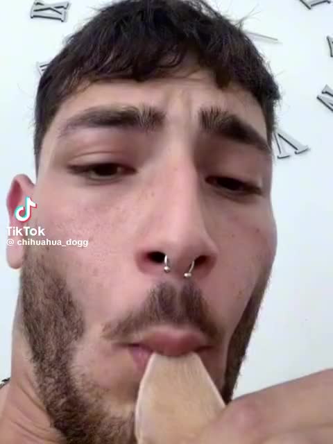 @chihuahua_niki