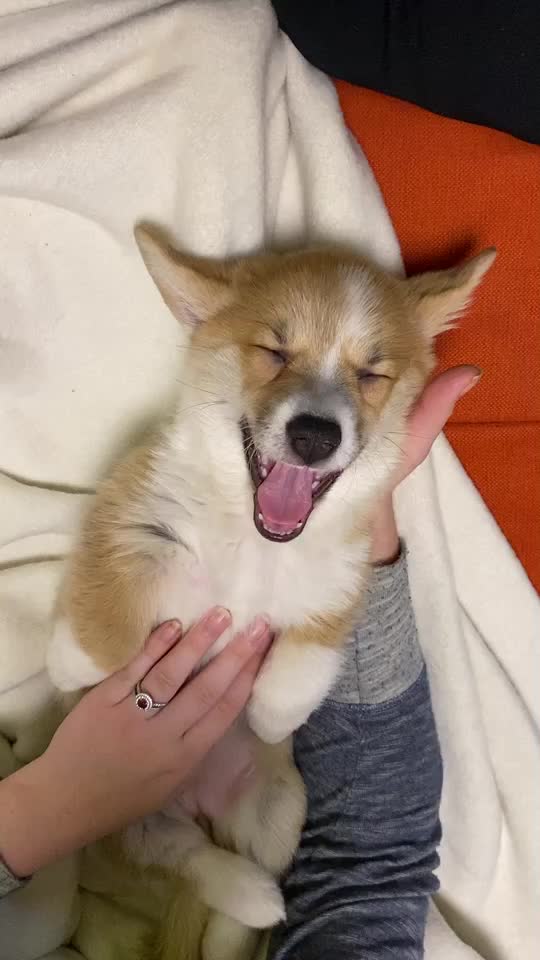 @jasminkathecorgi