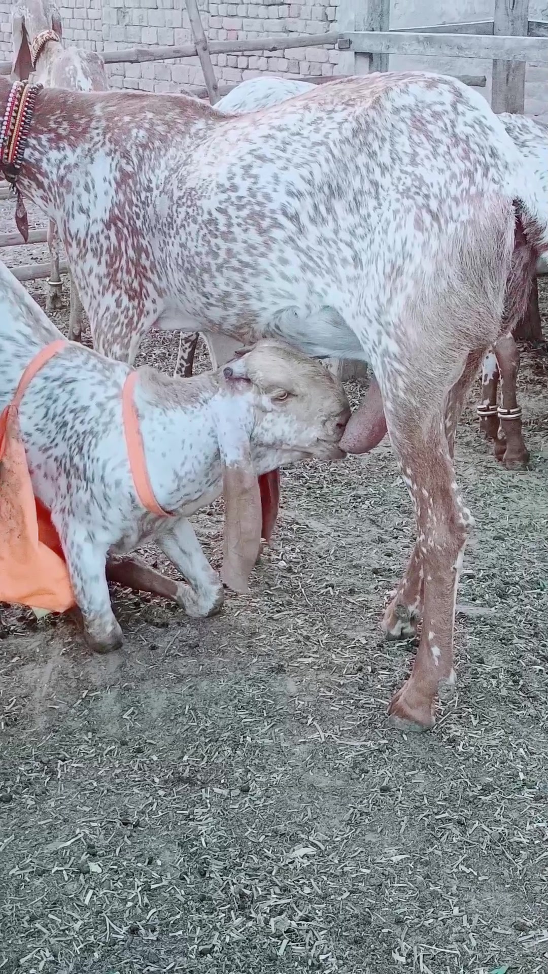 @《SIDHU}{GOAT}{FARM》