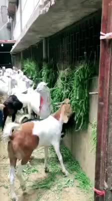 @goatloverroorkee