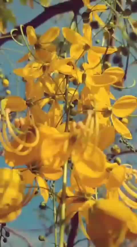 @Nidheesh k