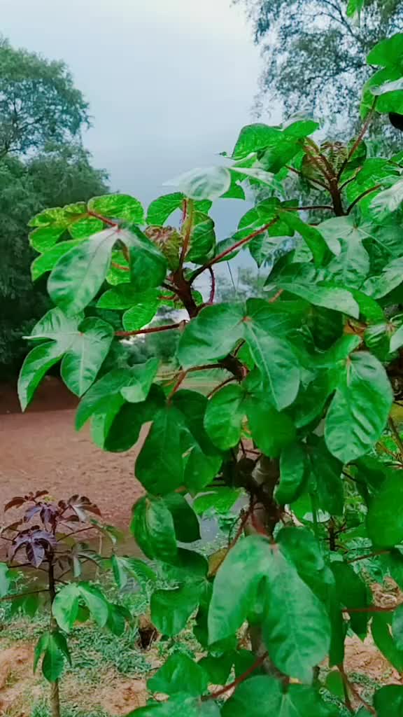 @@_soumya_das