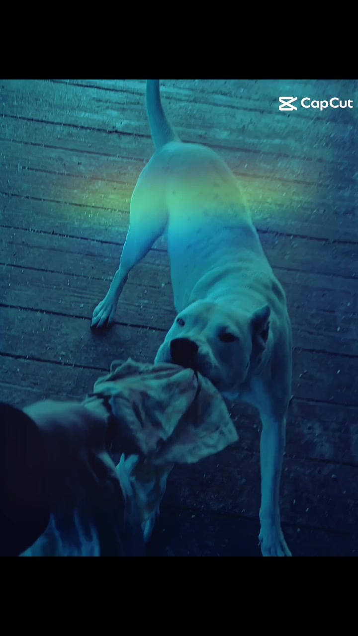 @HeraTheDogo