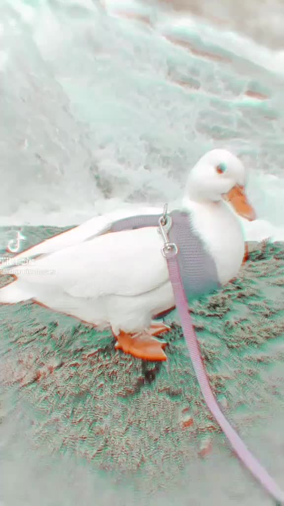 @animals.soft.videos