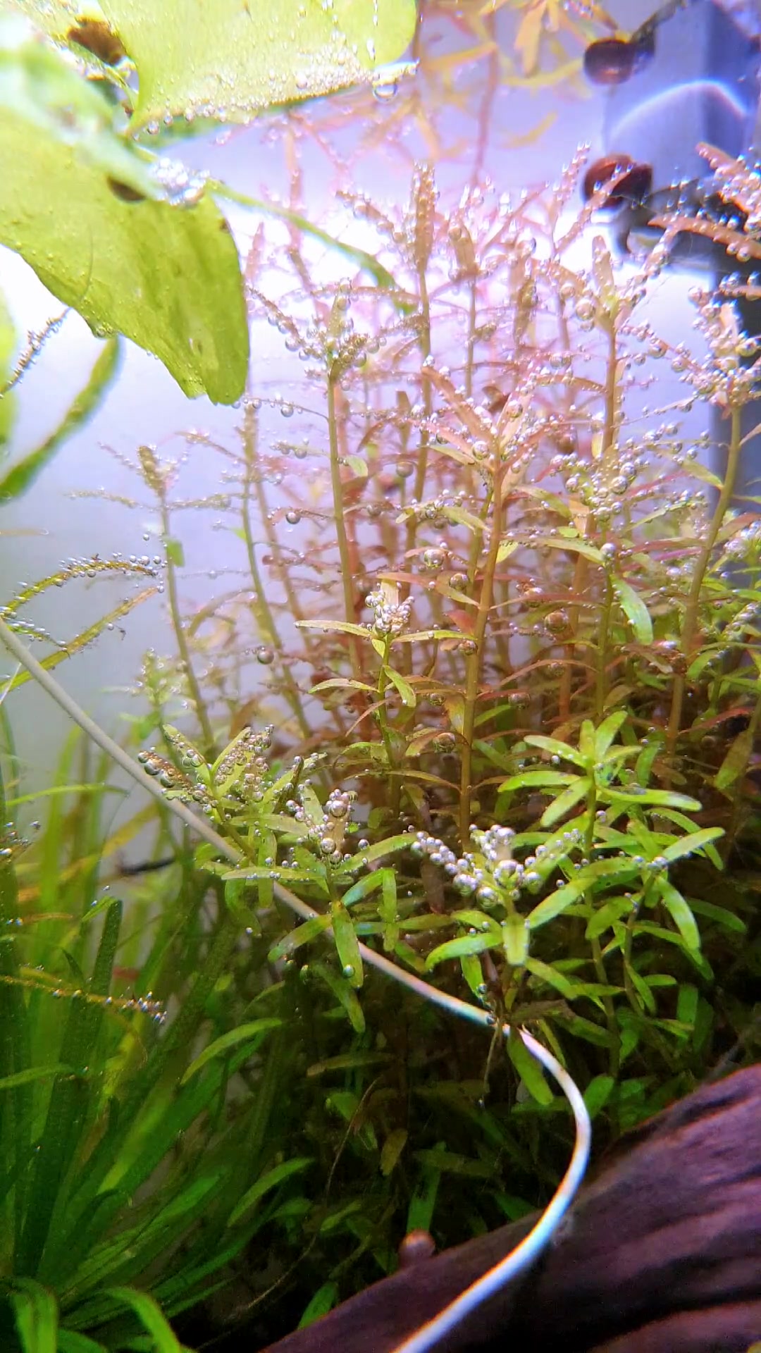 @Ace Aquascape