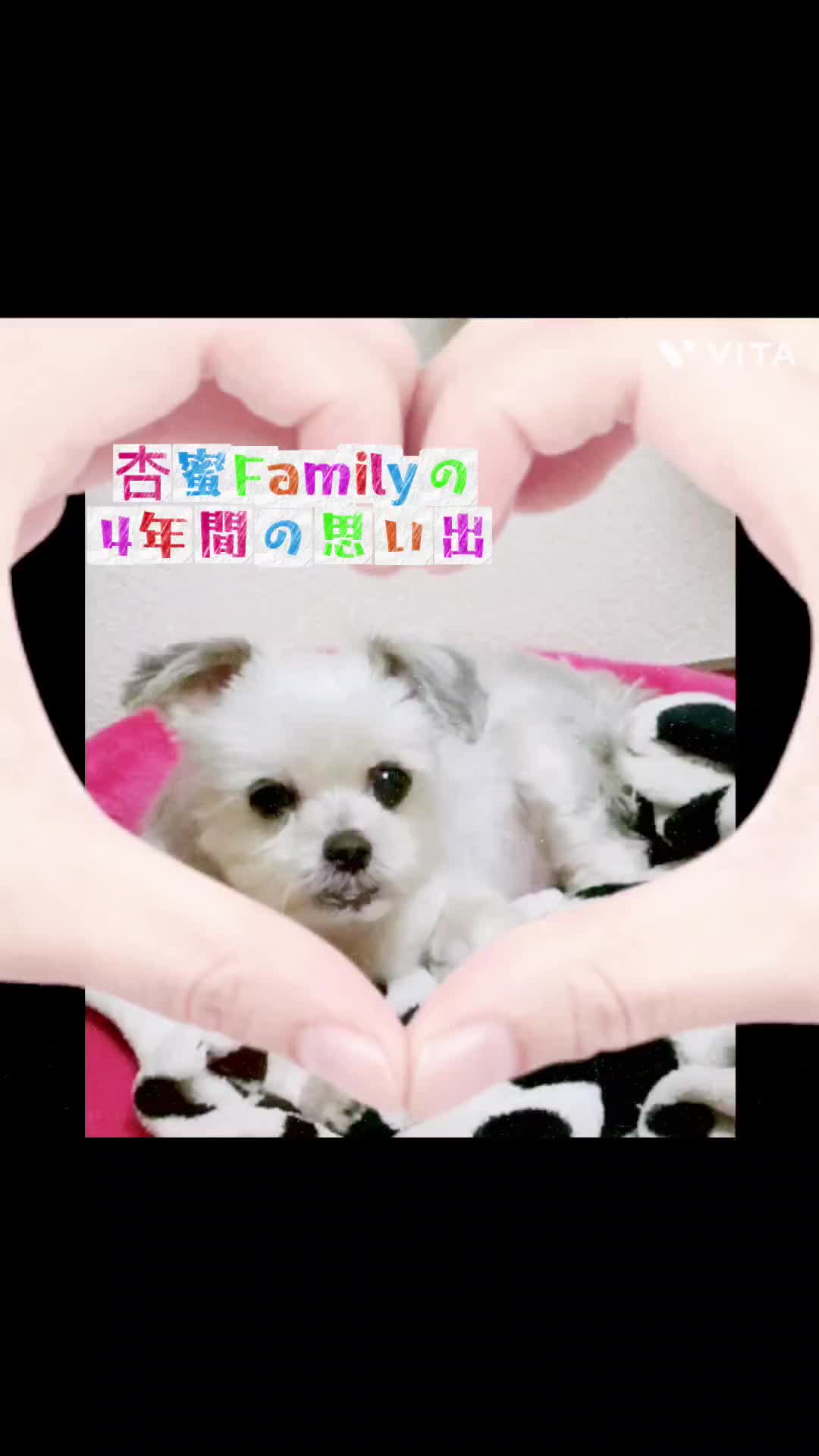 @杏蜜～5dogs and family～