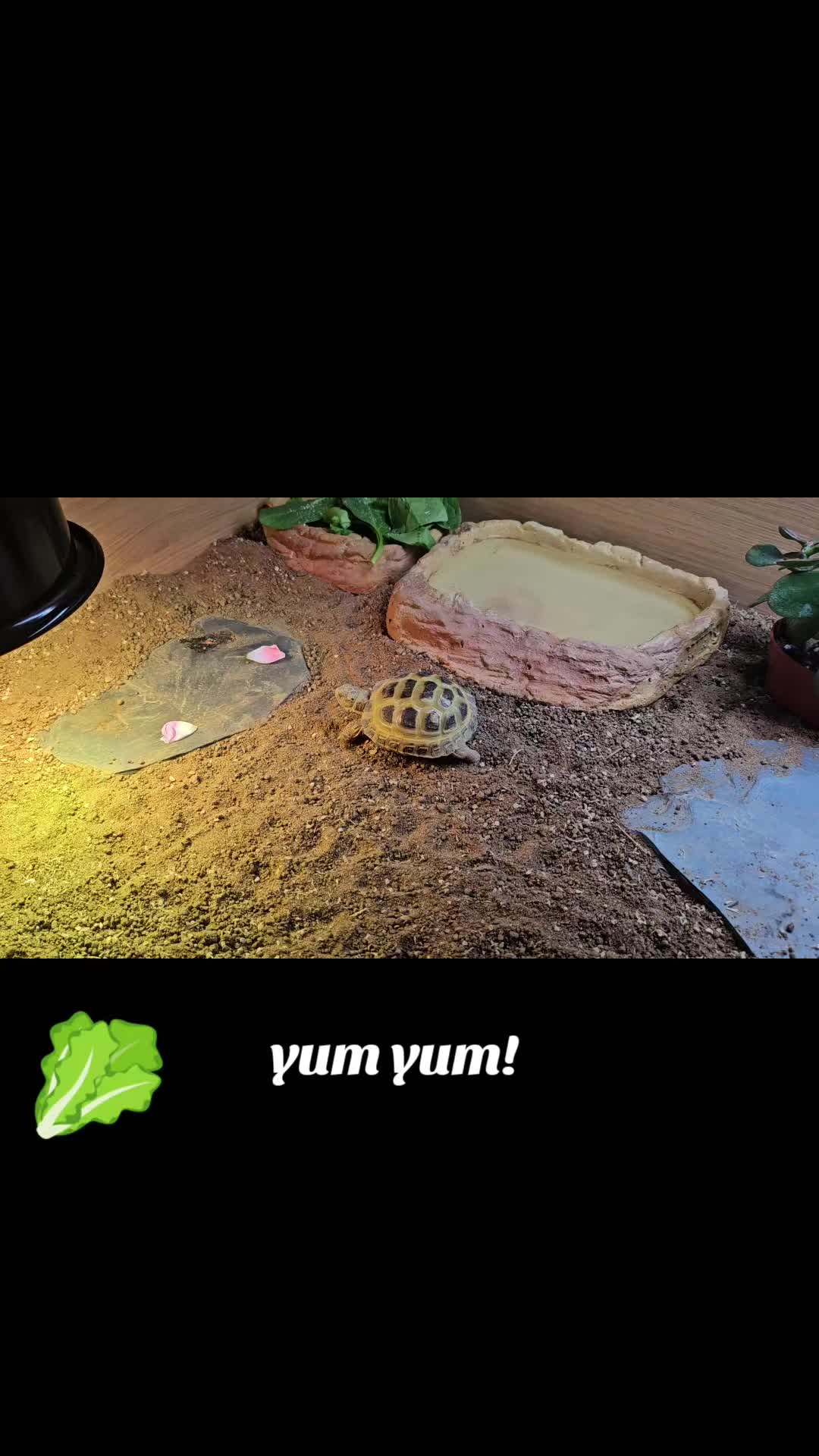 @speedy_the_tortoise