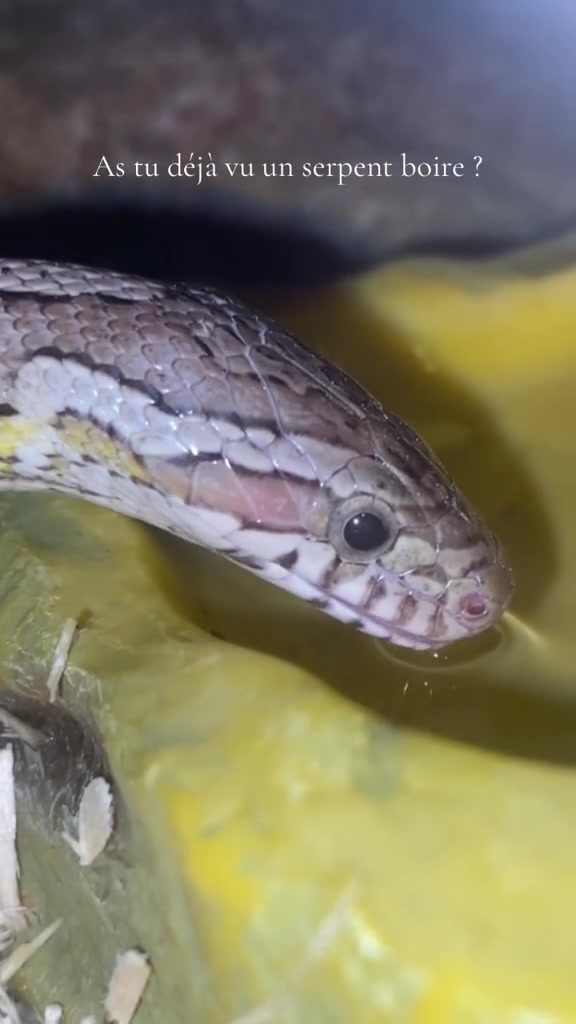 @Snakes_of_Leslie🐍