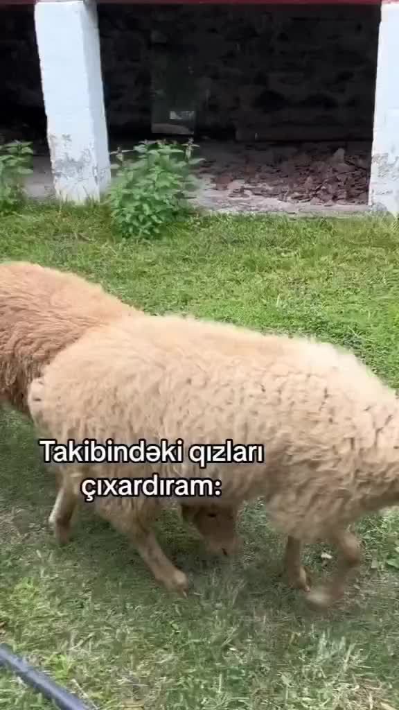 @🇦🇿