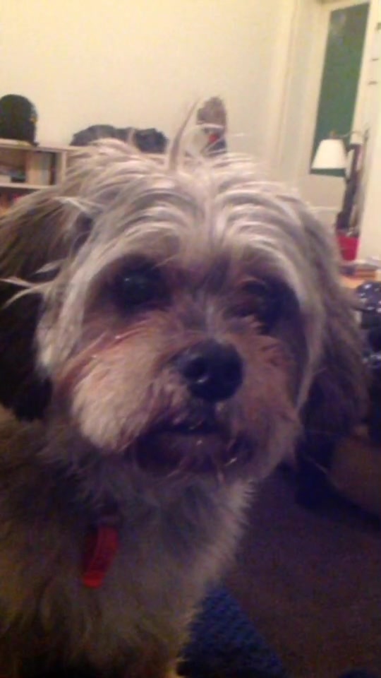 @Doggogirl