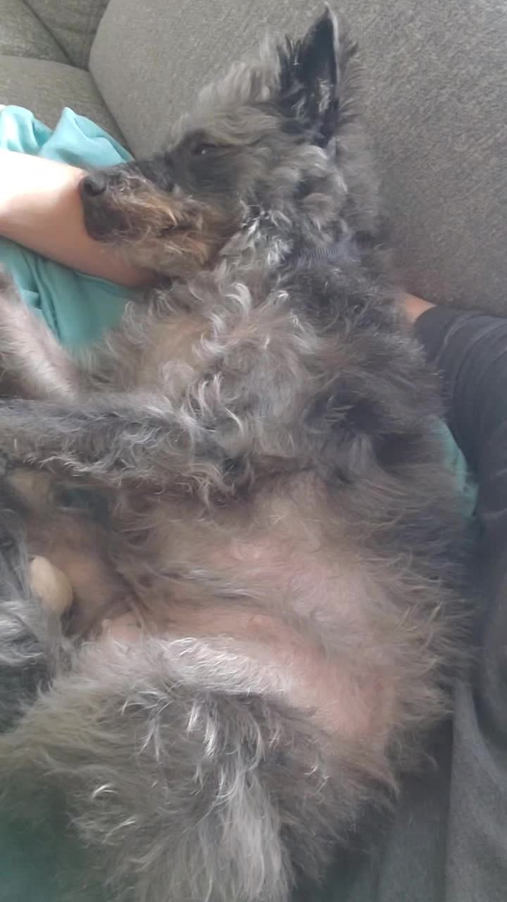 @Toto the Mutt