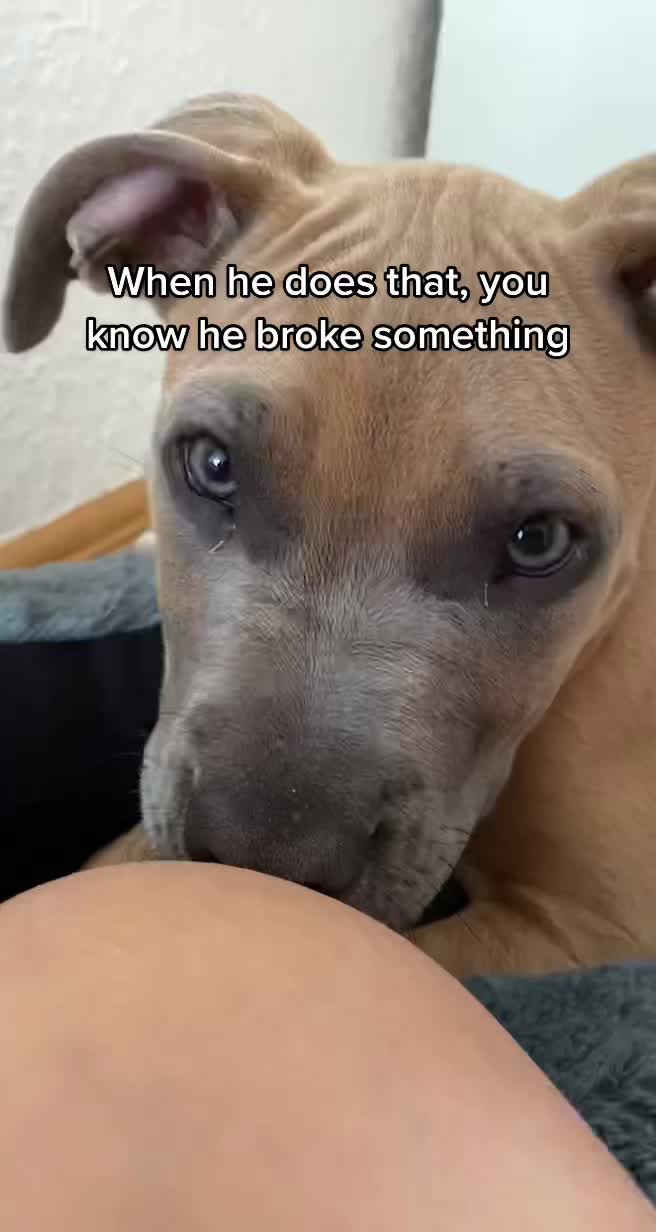 @lifeofpacoo