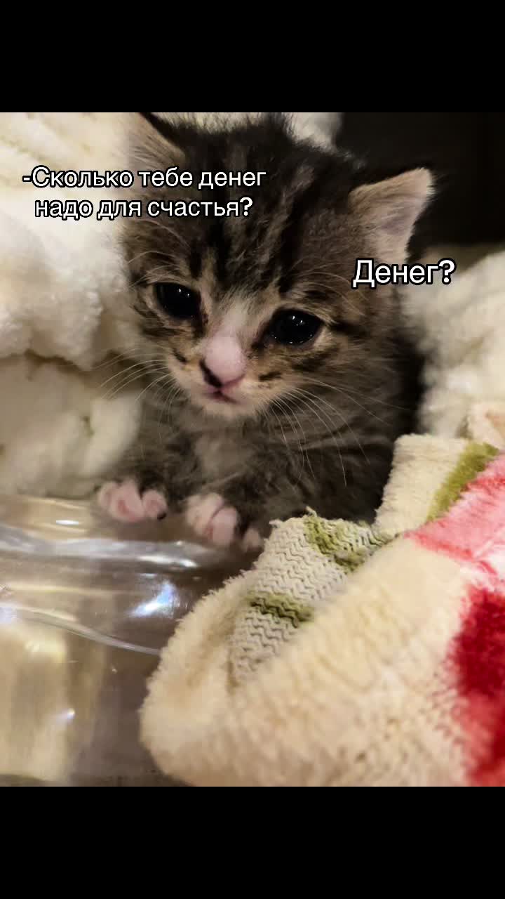 @﹆+ ଘ