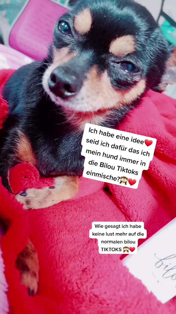 @bibi&bilou