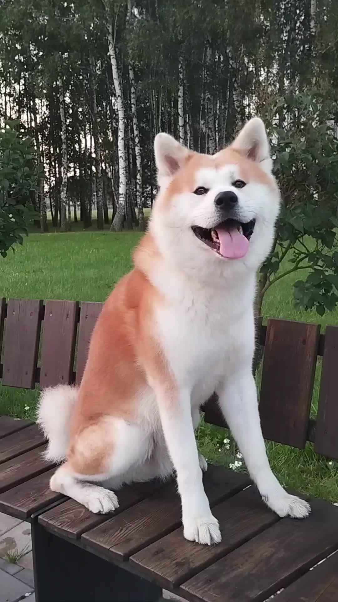 @oh_myakita