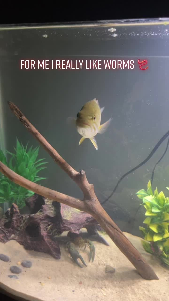 @Grub_the_bass