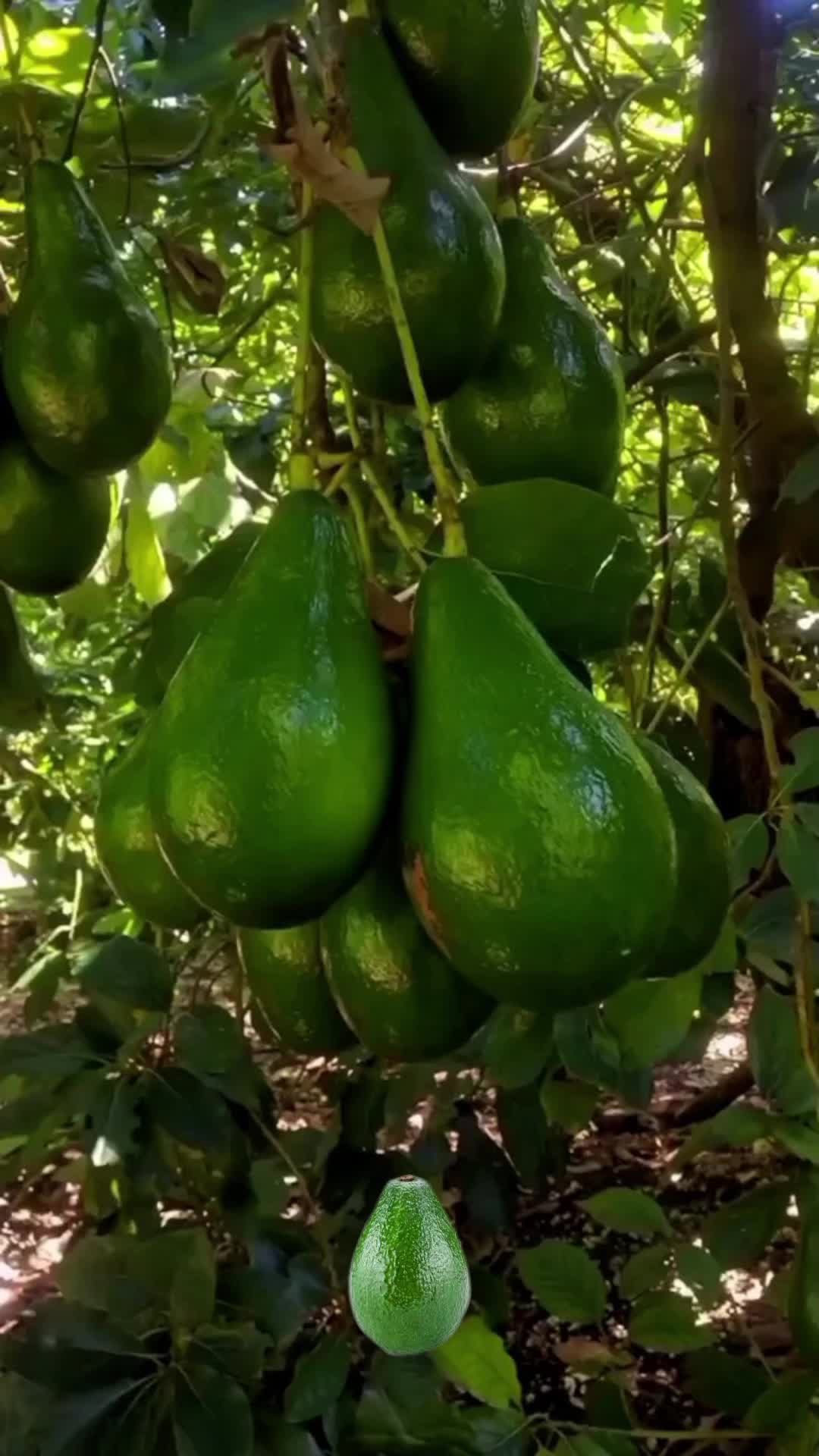 @Beanplop