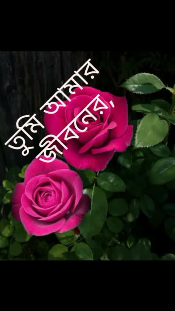 @tumpa