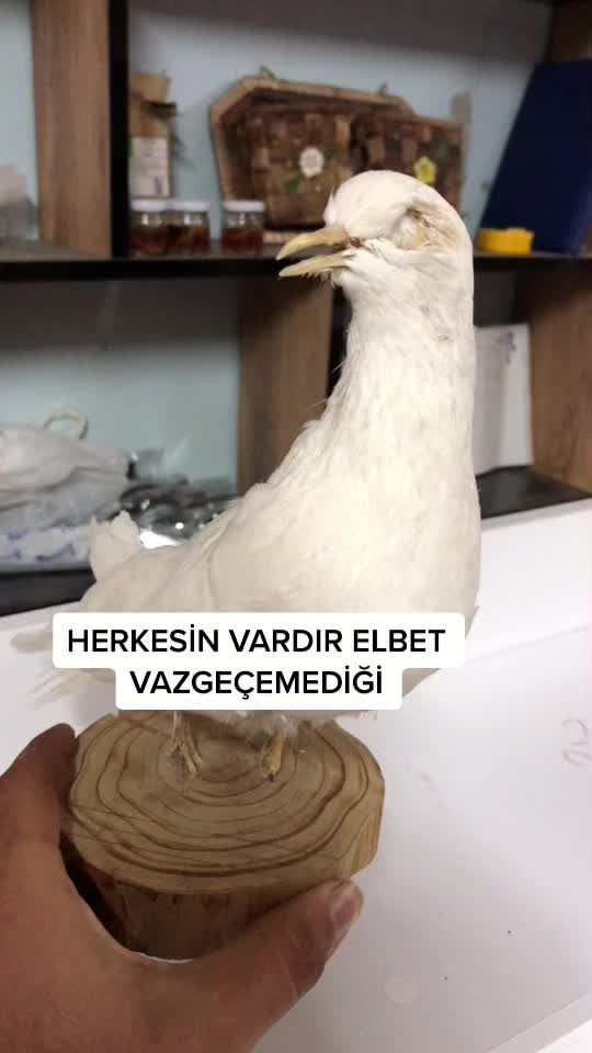 @6ertan1