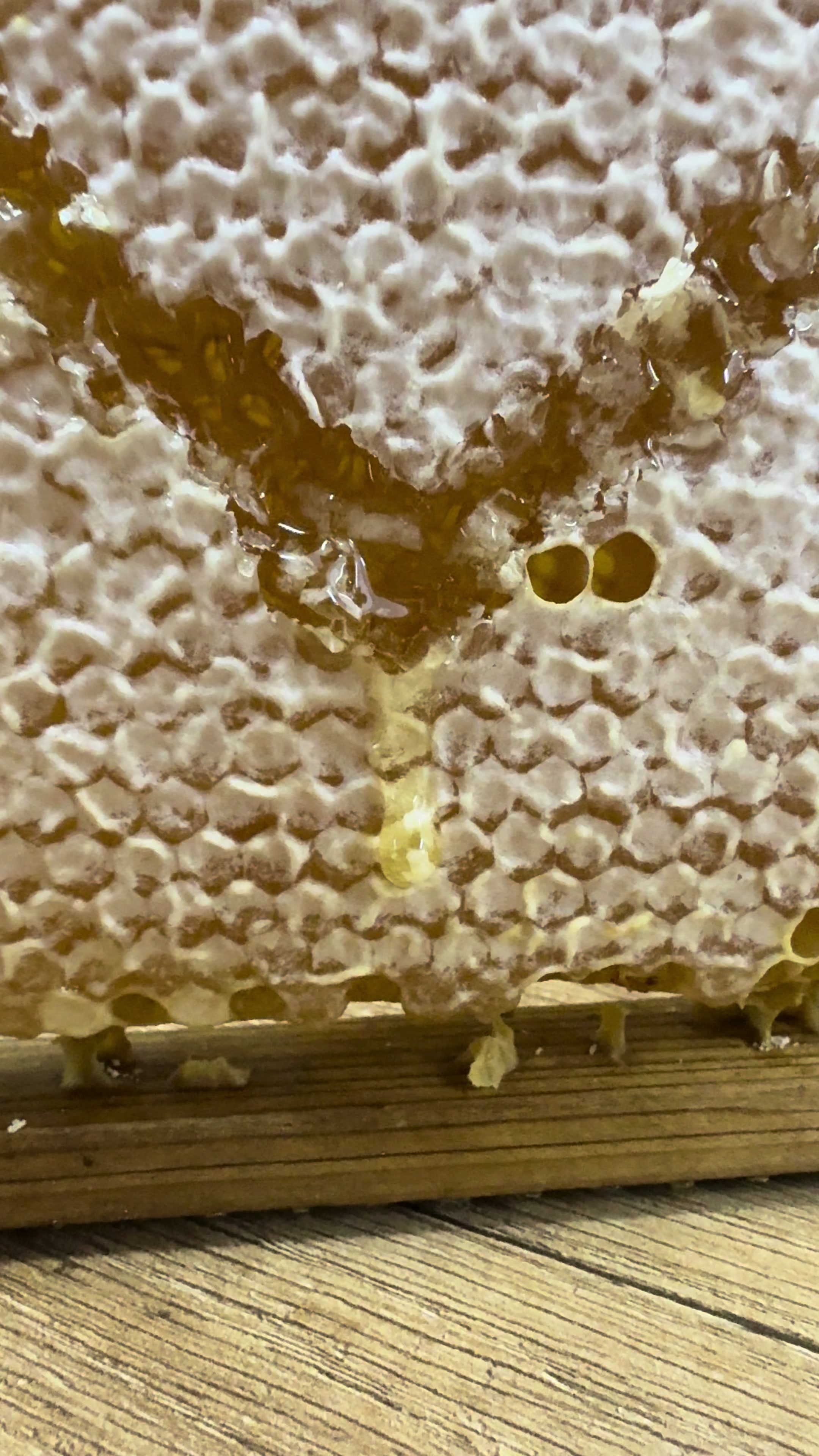@Bota e mjaltit🐝